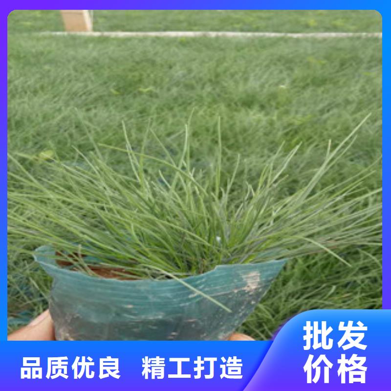 花海景观观赏草/蒲苇狼尾草厂家工艺先进