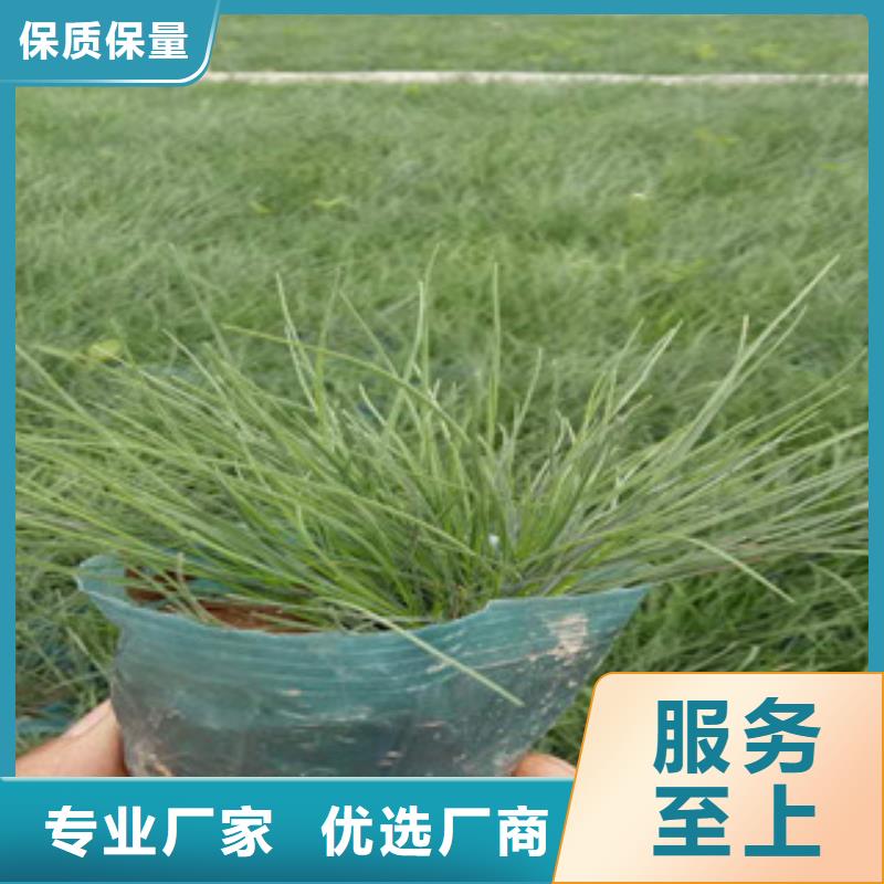花海景观宿根花卉基地制造生产销售