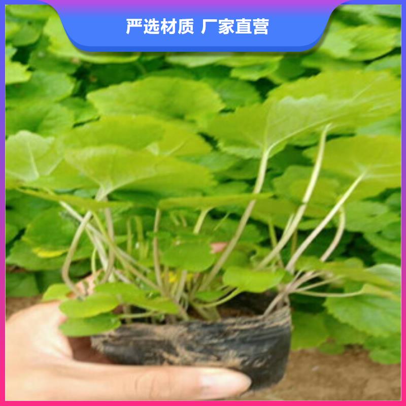 【花海景观柳叶马鞭草/薰衣草直销厂家】