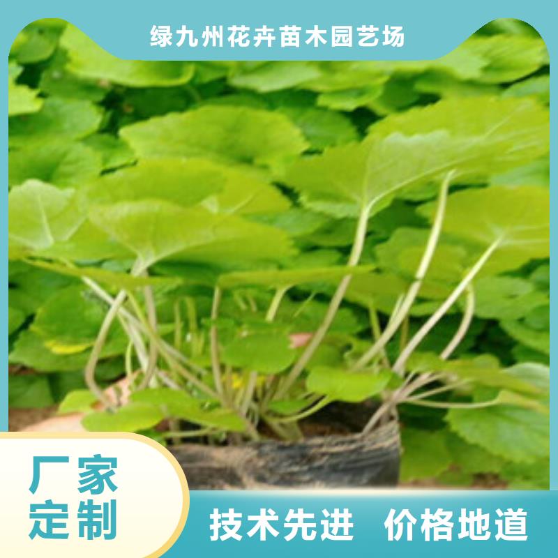 花海景观柳叶马鞭草/薰衣草品质保证实力见证