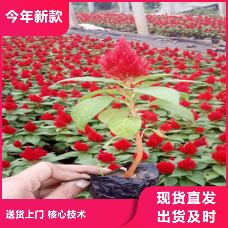 【花海景观鲁冰花/粉黛乱子草经验丰富质量放心】