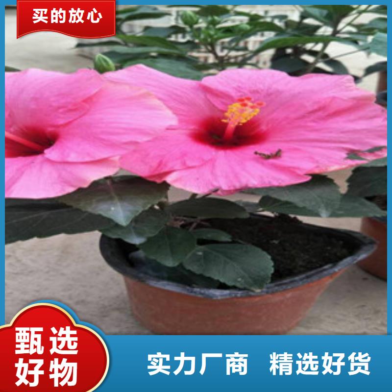 花海景观_【花海景观工程】检验发货