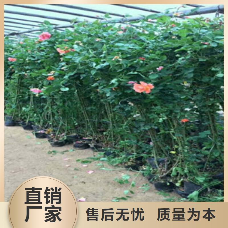 花海景观时令花卉/绿化草花价格精选货源