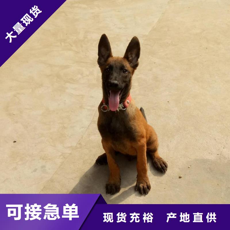一品马犬【德牧犬】加工定制