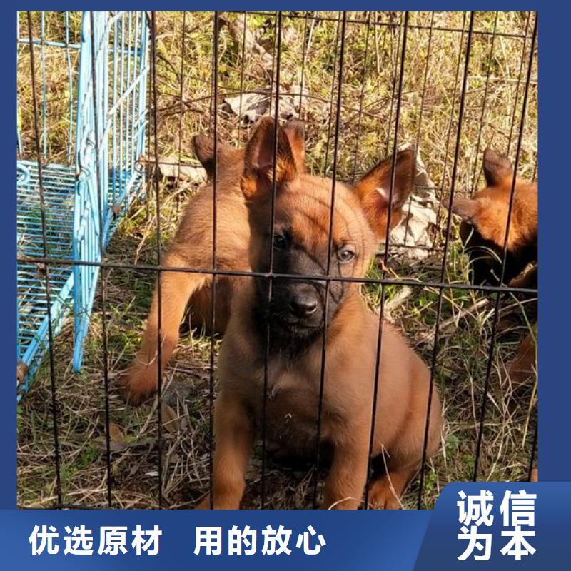 一品马犬【德牧犬】加工定制