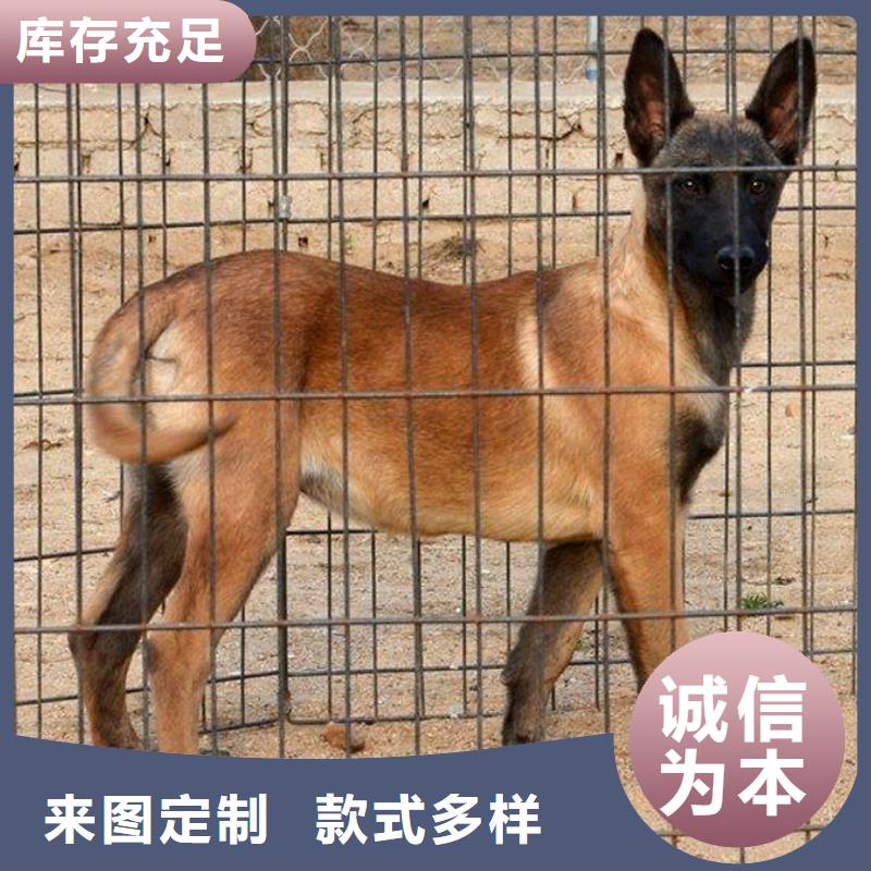 马犬_【黑狼】工期短发货快由一品为您