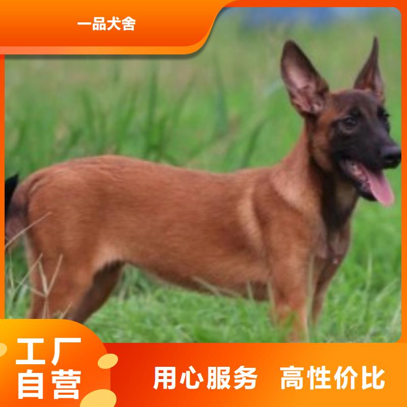 一品【马犬】卡斯罗犬物流配货上门