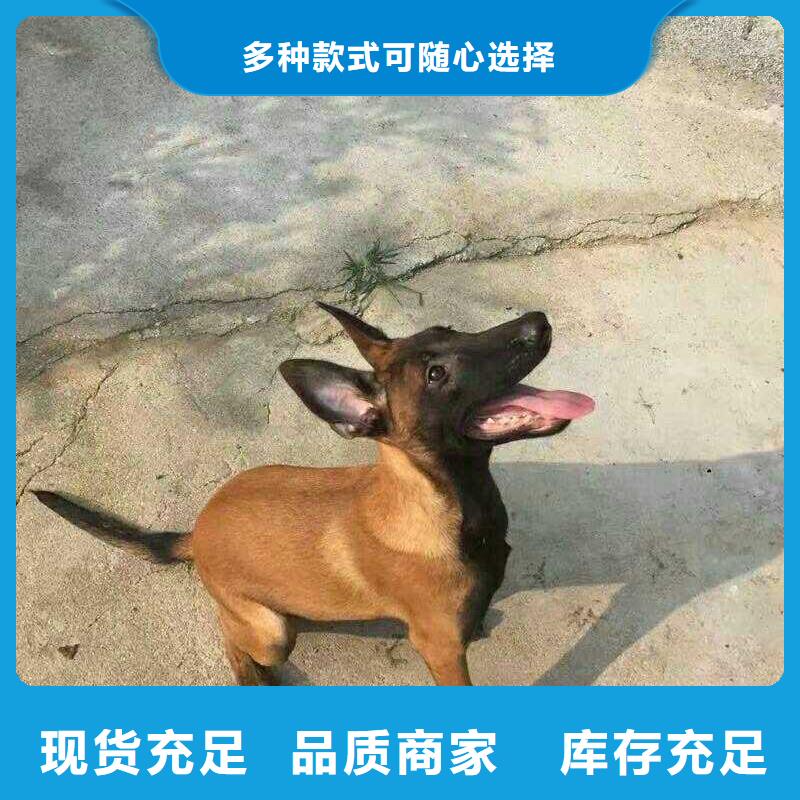 马犬【德牧犬】加工定制_一品犬舍(昭通市分公司)