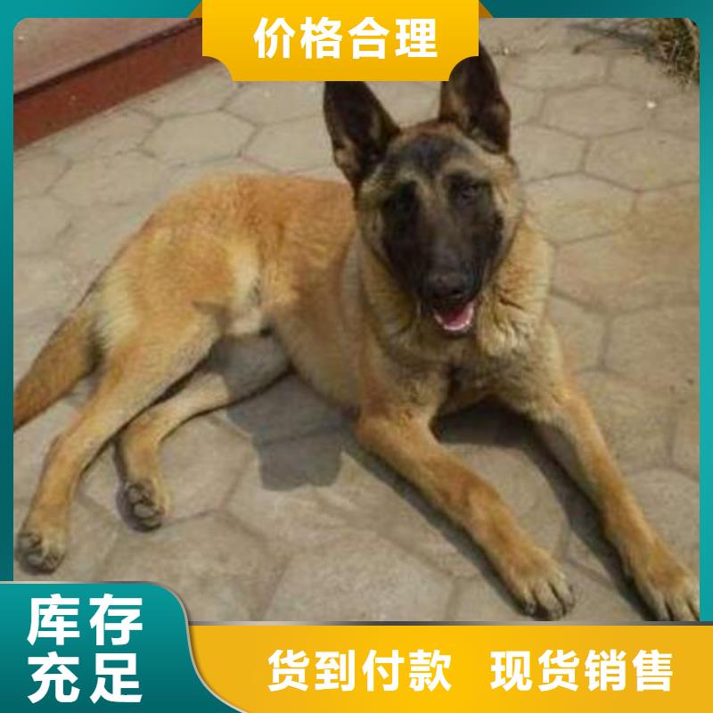 一品【马犬】卡斯罗犬物流配货上门