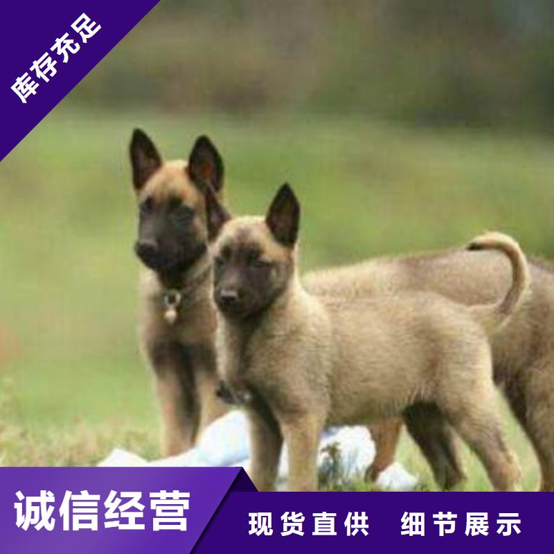 一品【马犬】卡斯罗犬物流配货上门