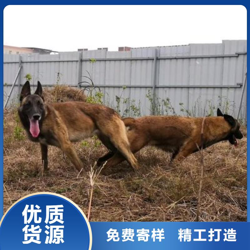 一品马犬【德牧犬】加工定制
