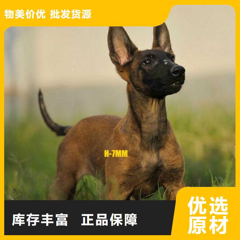 马犬_【黑狼】工期短发货快由一品为您
