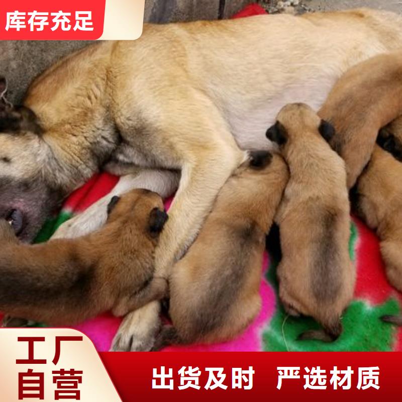 (一品)聂荣|比如|山南|日喀则|拉萨|昌都|阿里|林芝【马犬】卡斯罗犬物流配货上门厂家