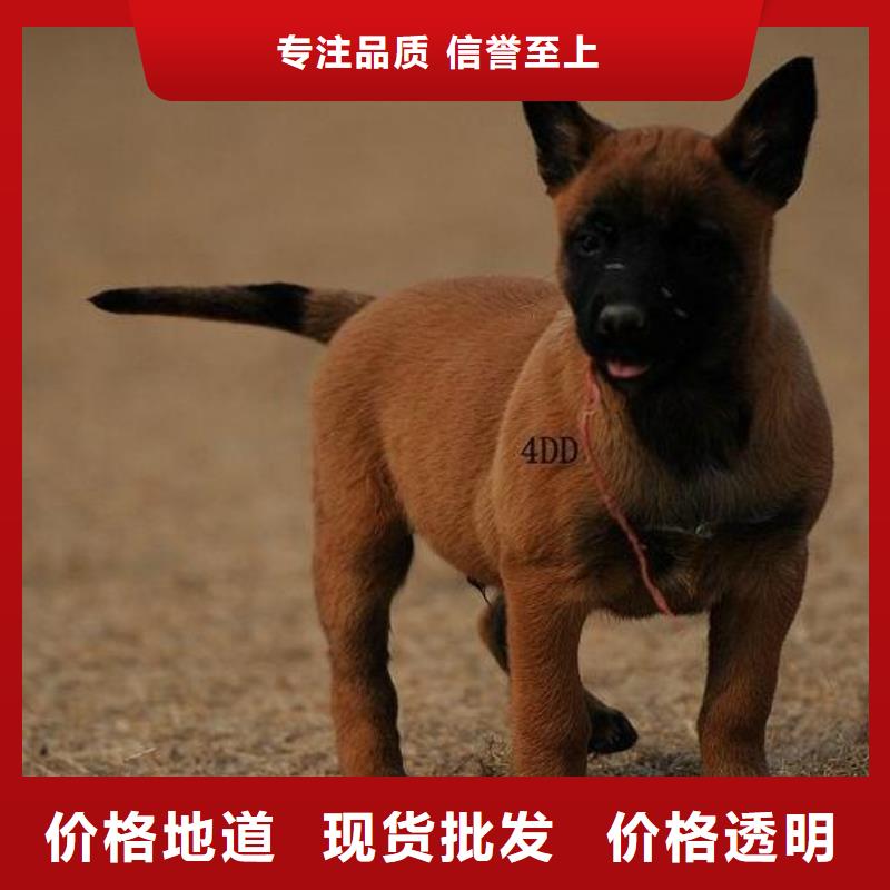 一品【马犬】卡斯罗犬物流配货上门