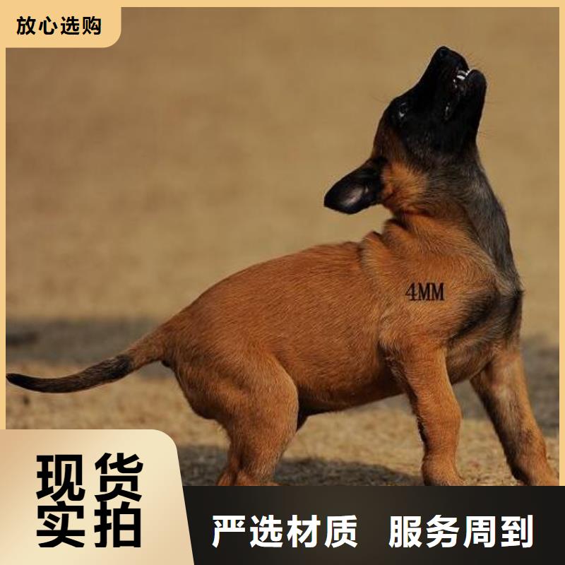 马犬【德牧犬】加工定制_一品犬舍(昭通市分公司)