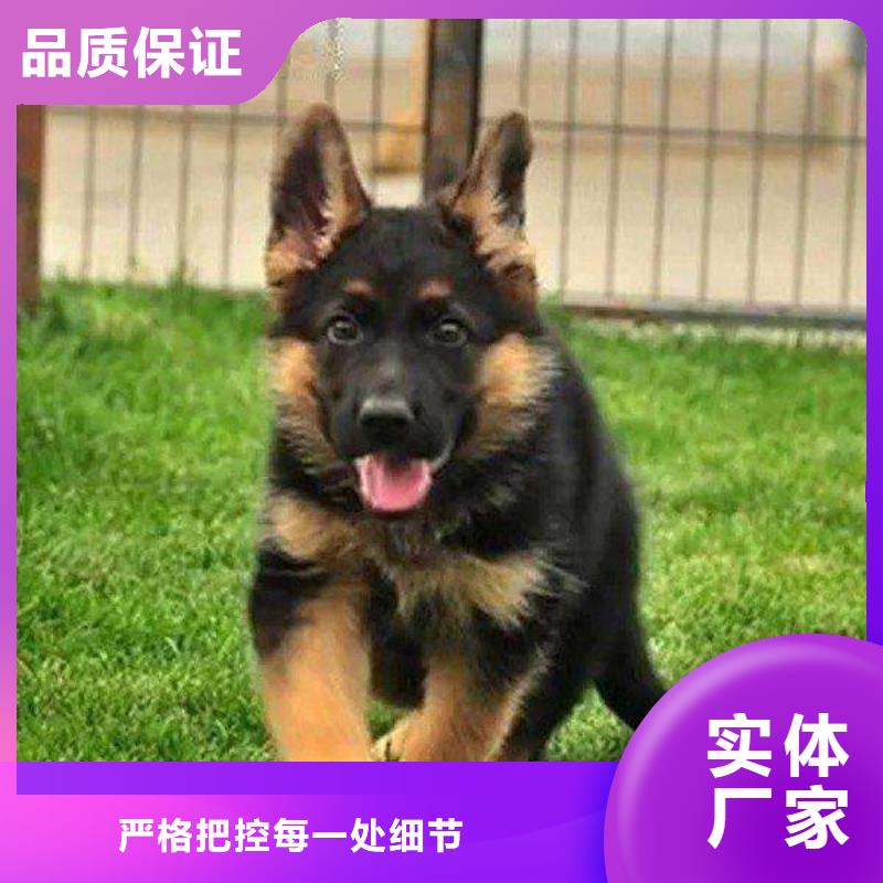 德国牧羊犬杜高犬专注产品质量与服务