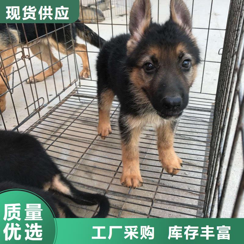 【德国牧羊犬德牧犬现货批发】