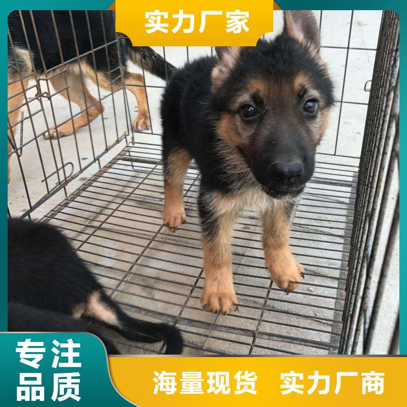 德国牧羊犬,卡斯罗犬让客户买的放心