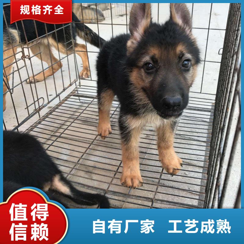 德国牧羊犬【杜宾犬】免费获取报价