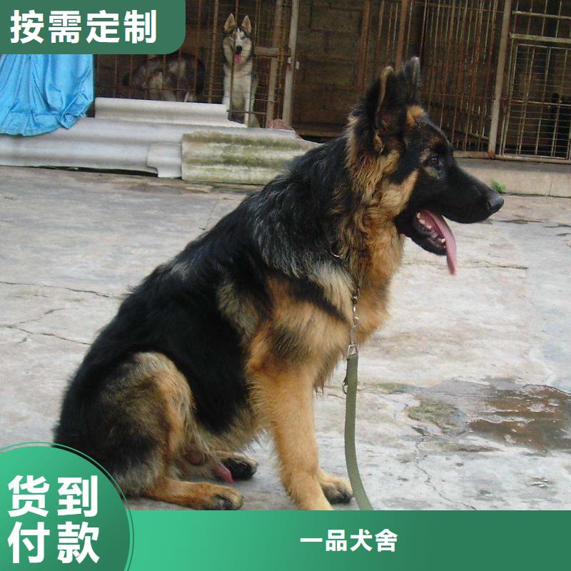 【德国牧羊犬德牧犬现货批发】