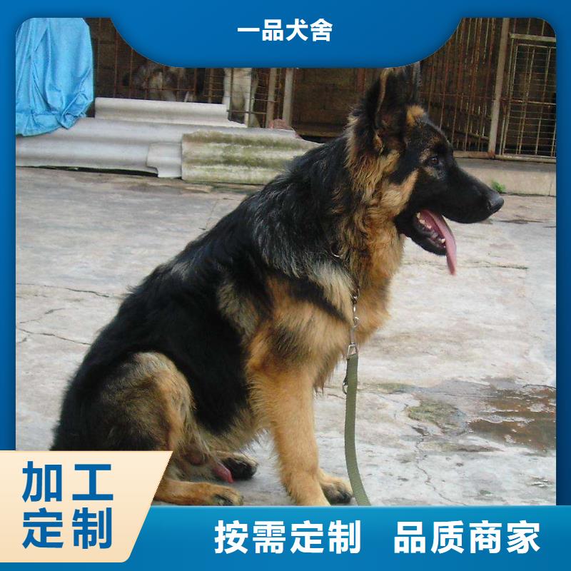 德国牧羊犬-德牧犬质量不佳尽管来找我