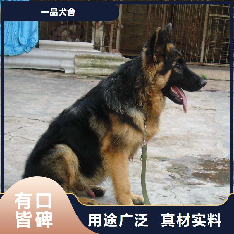 德国牧羊犬-马犬用心服务