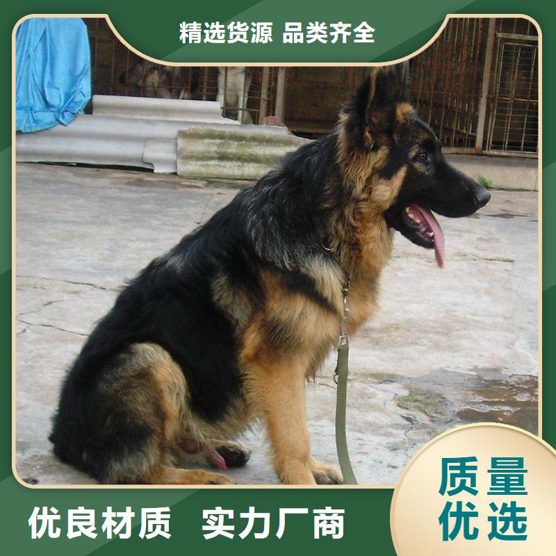 德国牧羊犬德牧犬市场行情