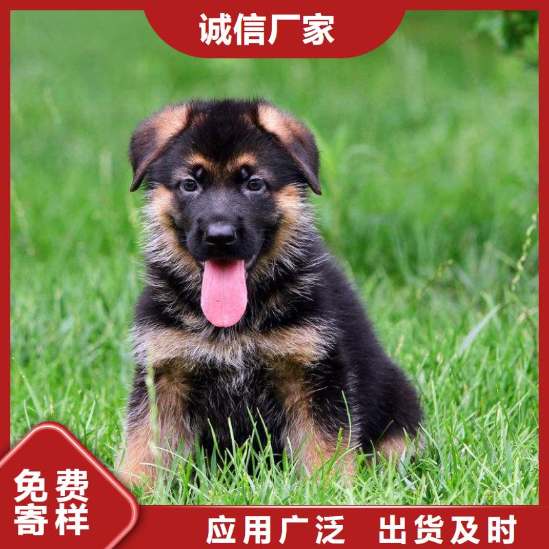 德国牧羊犬【马犬】一手价格