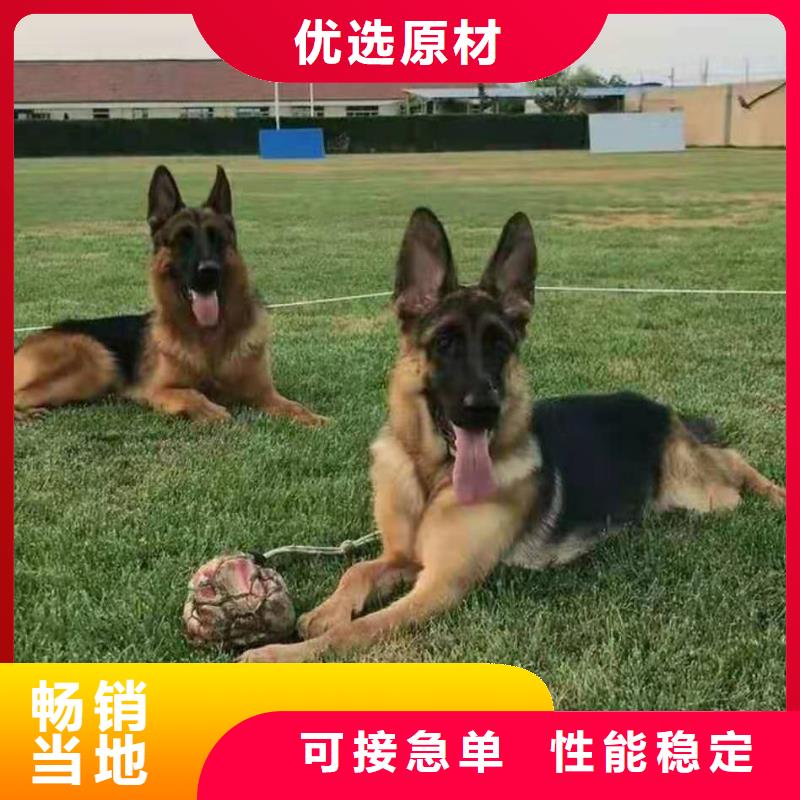 德国牧羊犬-杜宾犬打造行业品质