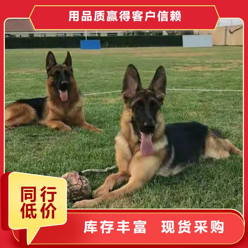 【德国牧羊犬-马犬质量上乘】