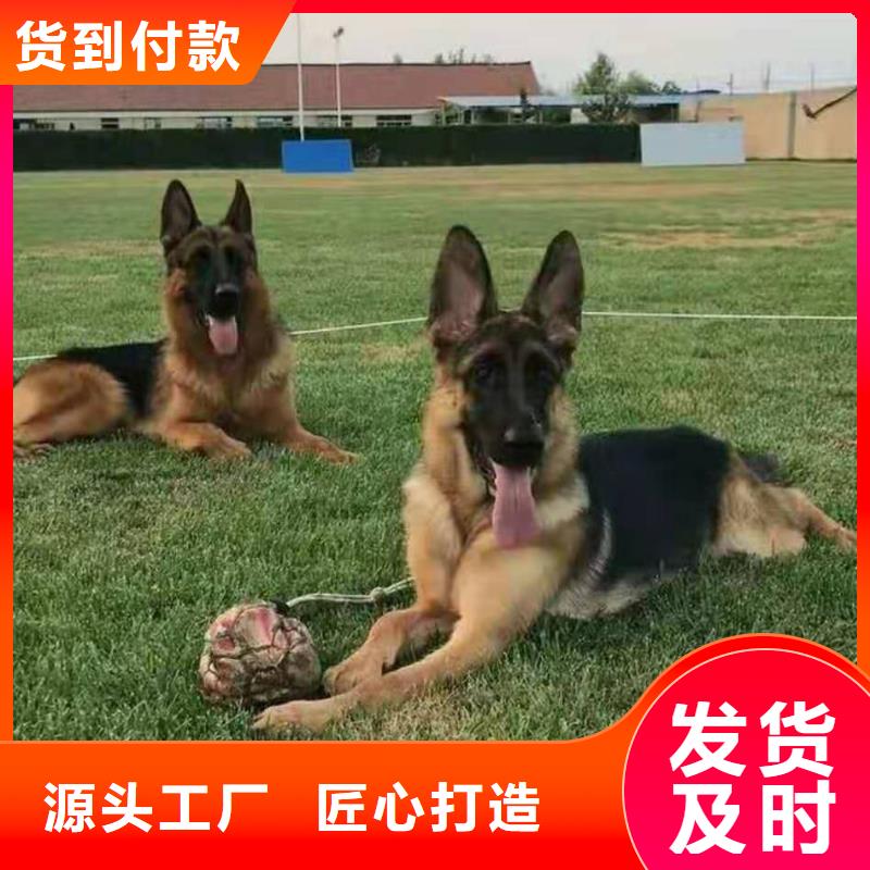 德国牧羊犬马犬厂家案例