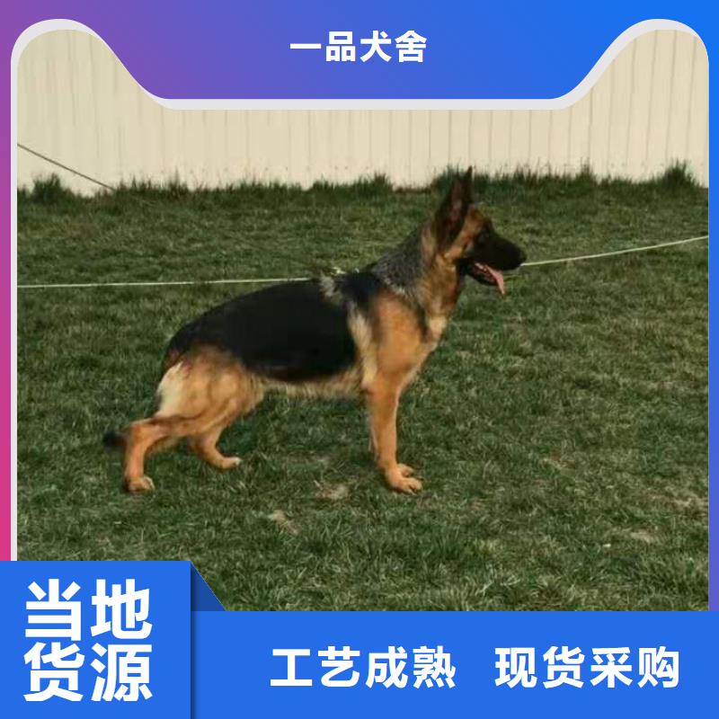 【德国牧羊犬】拉布拉多犬现货供应