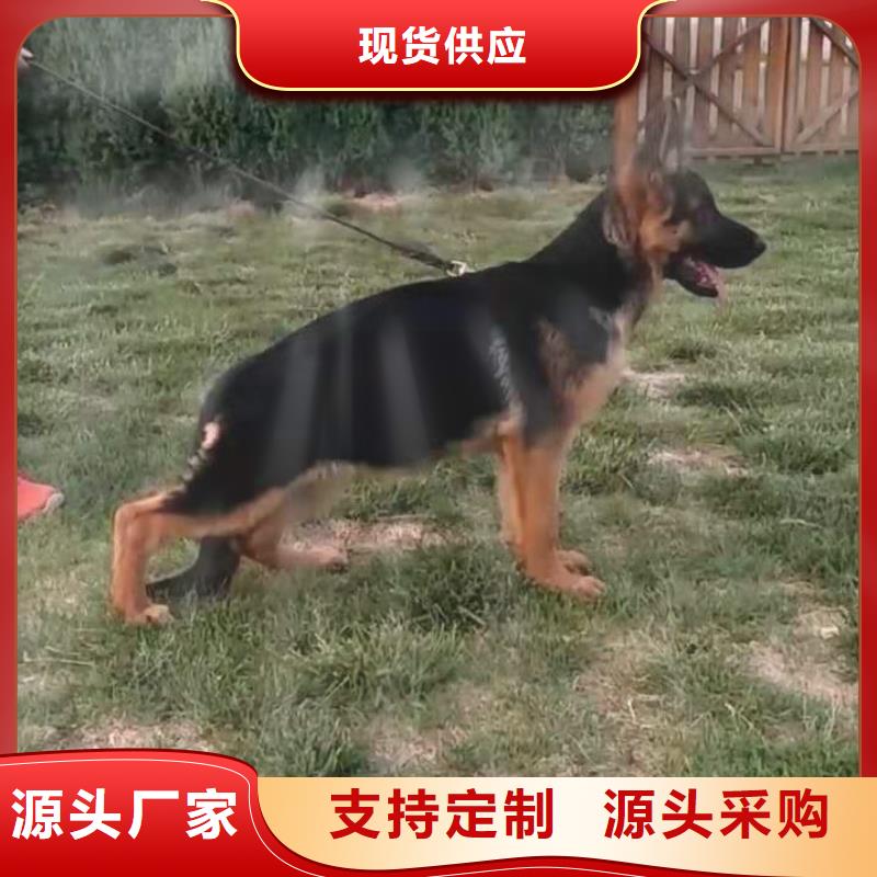 德国牧羊犬-杜宾犬打造行业品质