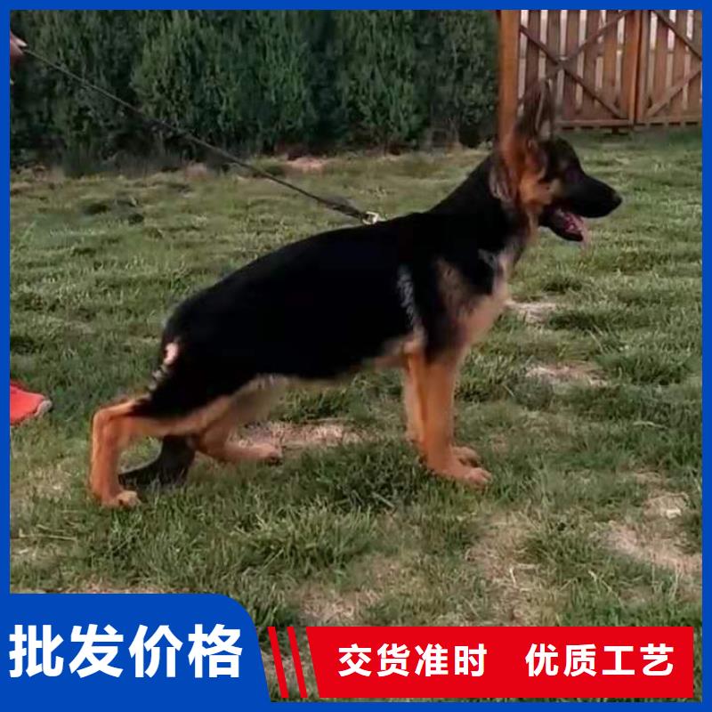 【德国牧羊犬】拉布拉多犬现货供应