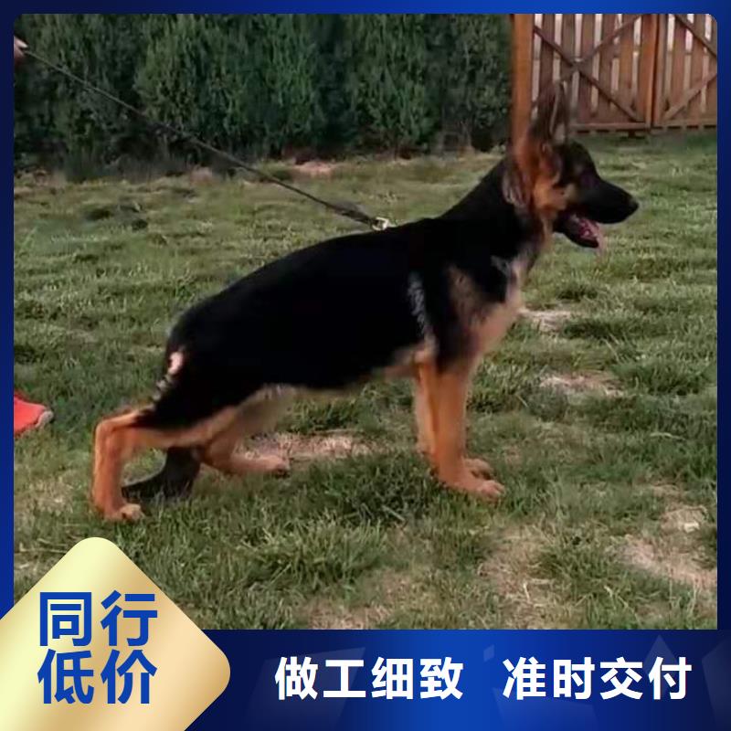 德国牧羊犬杜宾犬加工定制