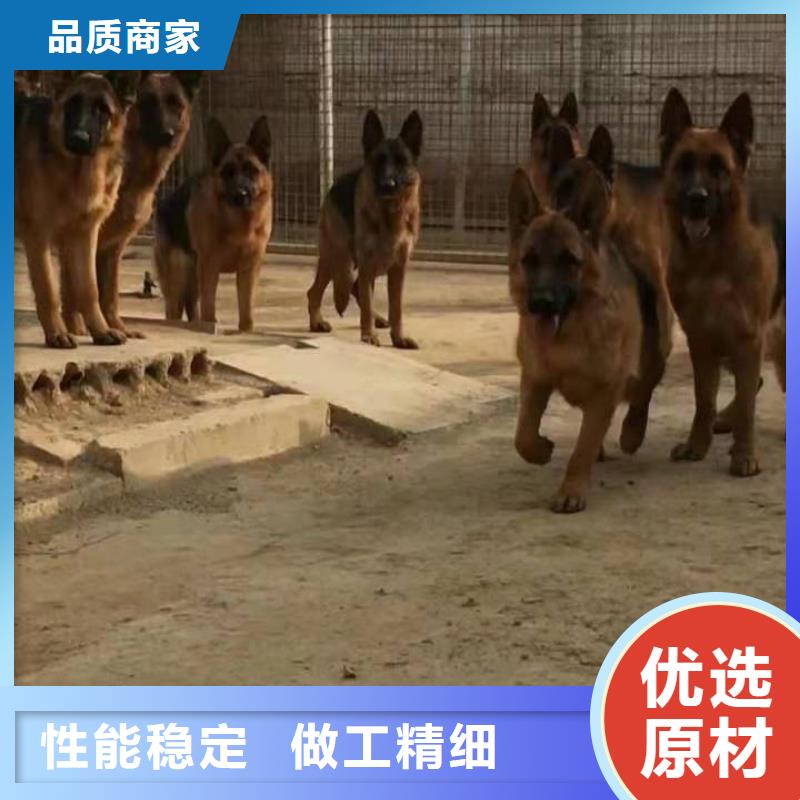 德国牧羊犬【比特犬】优选厂商