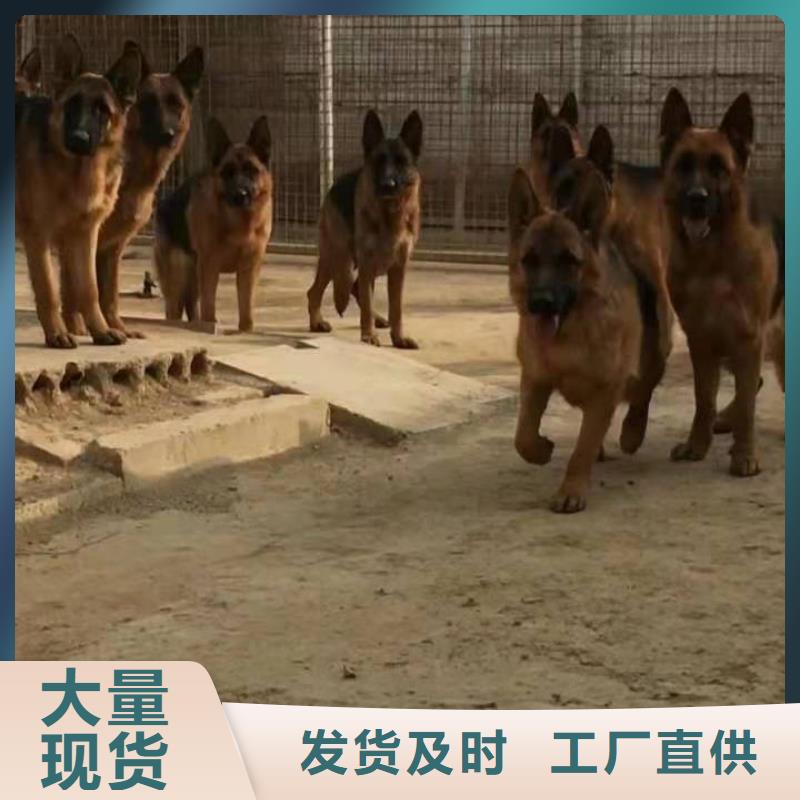 【德国牧羊犬比特犬甄选好物】