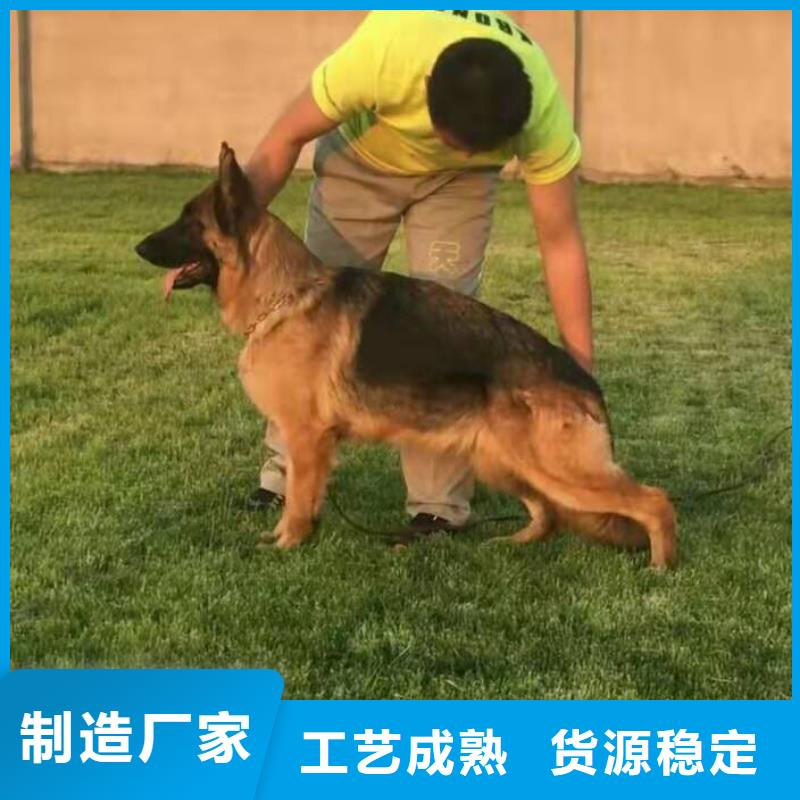 德国牧羊犬德牧犬畅销本地