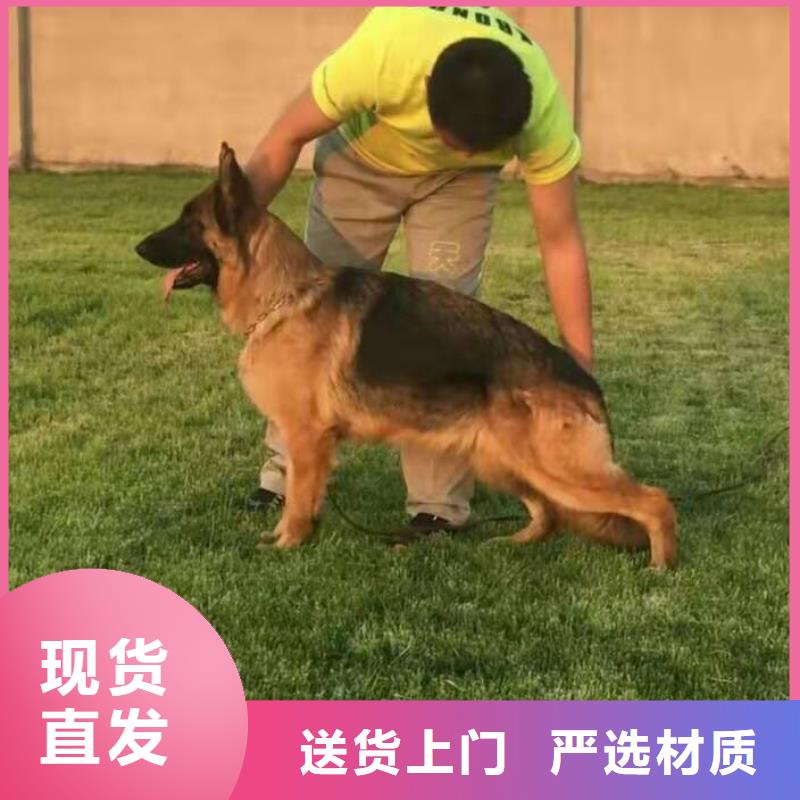 德国牧羊犬_德牧犬对质量负责