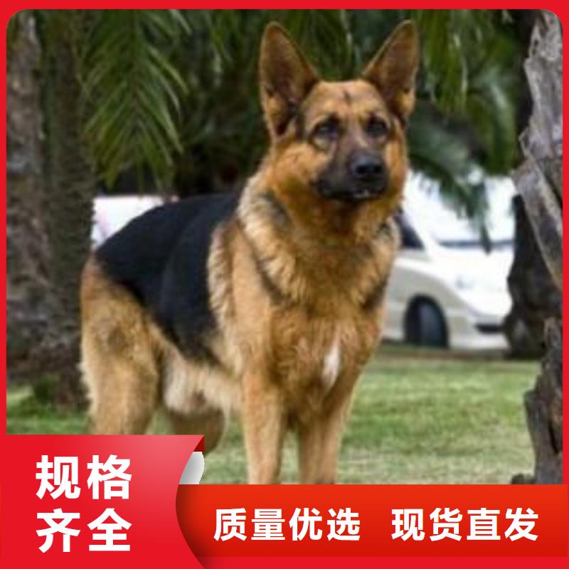 德国牧羊犬【马犬】一手价格