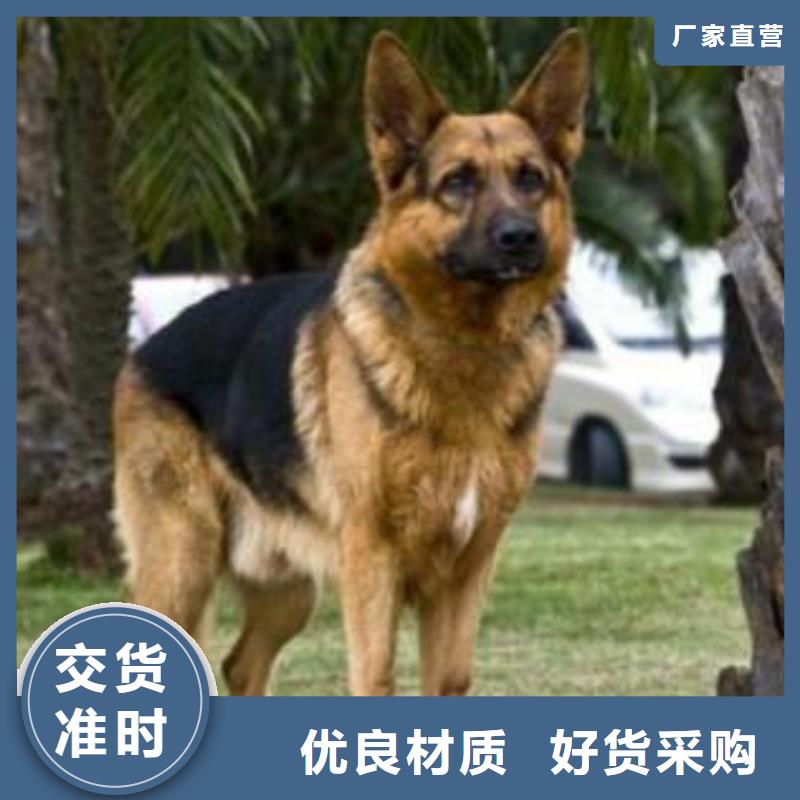 德国牧羊犬德牧犬工厂采购