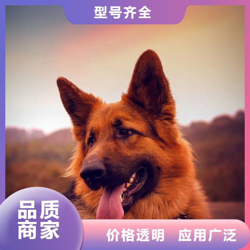 德国牧羊犬德牧犬产地源头好货