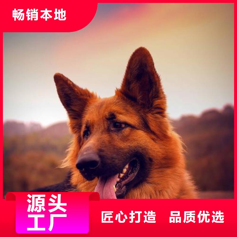 德国牧羊犬-马犬用心服务