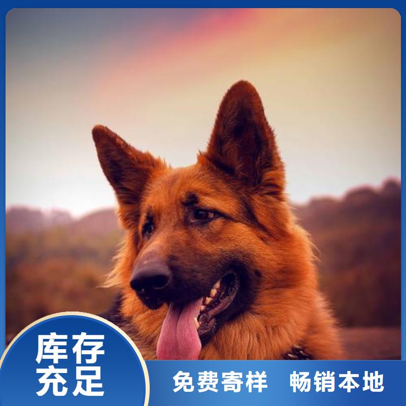 德国牧羊犬-杜高犬厂家案例