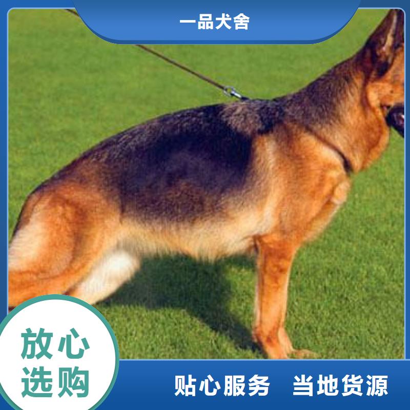 德国牧羊犬,卡斯罗犬让客户买的放心