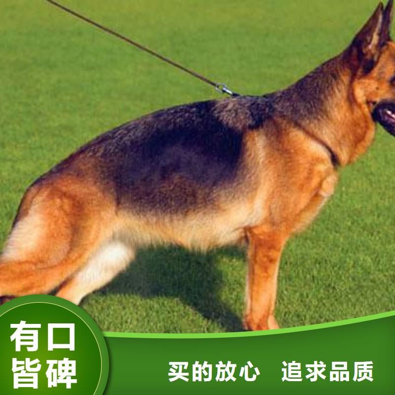 德国牧羊犬马犬工艺精细质保长久