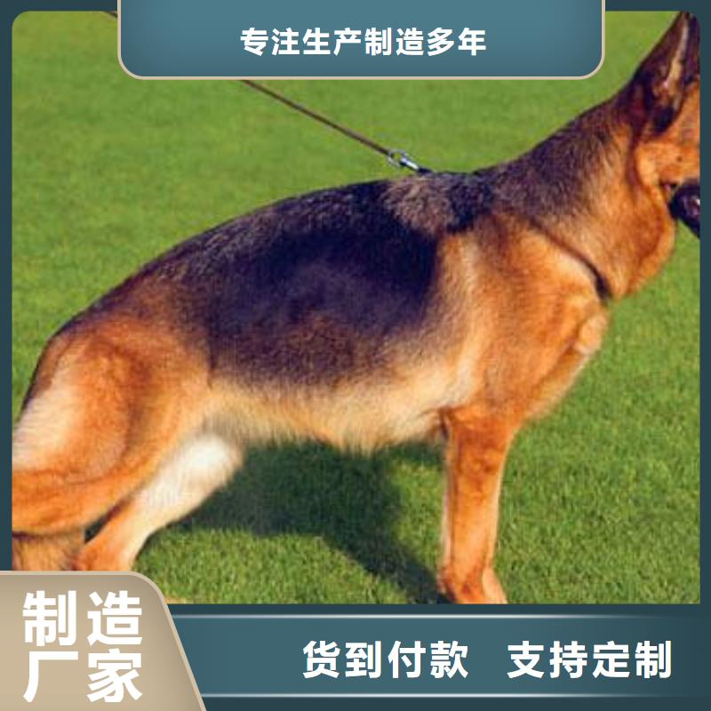 德国牧羊犬,【德牧犬】诚信经营质量保证