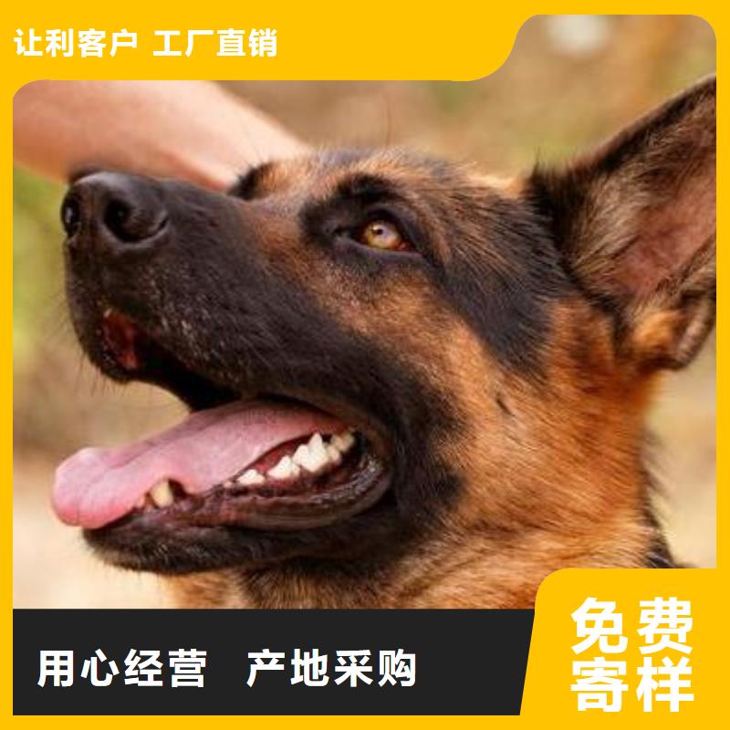 德国牧羊犬-杜宾犬打造行业品质