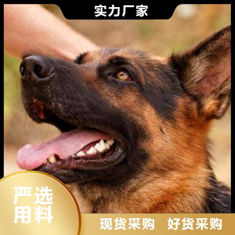 德国牧羊犬,卡斯罗犬让客户买的放心