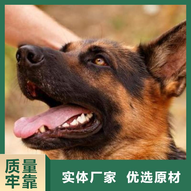 德国牧羊犬罗威纳犬正品保障